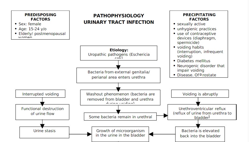 Pathoshoppe: Pathophysiology Urinary Tract Infection UTI