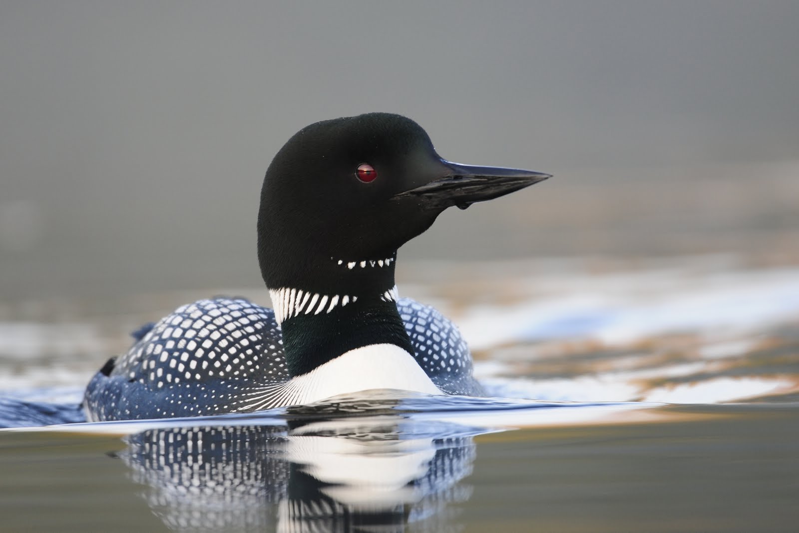 Wisconsin Birds From Stevens Point to Boulder Junction