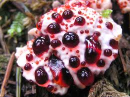    Hydnellum peckii     