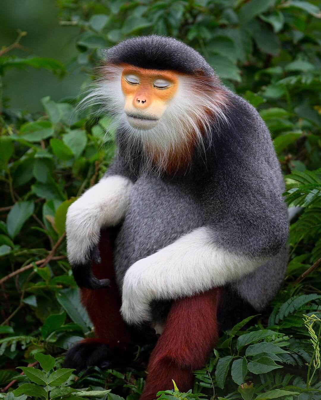 Human-Like Micro-Expressions Of Endangered Animals Across The World (Interview) Human-Like Micro-Expressions Of Endangered Animals Across The World (Interview)