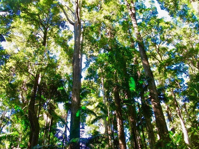 Rainforest Trees