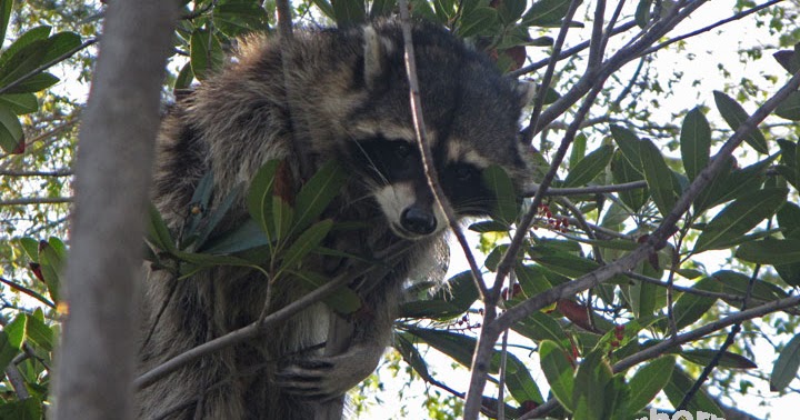 The Earth Minute: Do Raccoons Come Out During the Day?