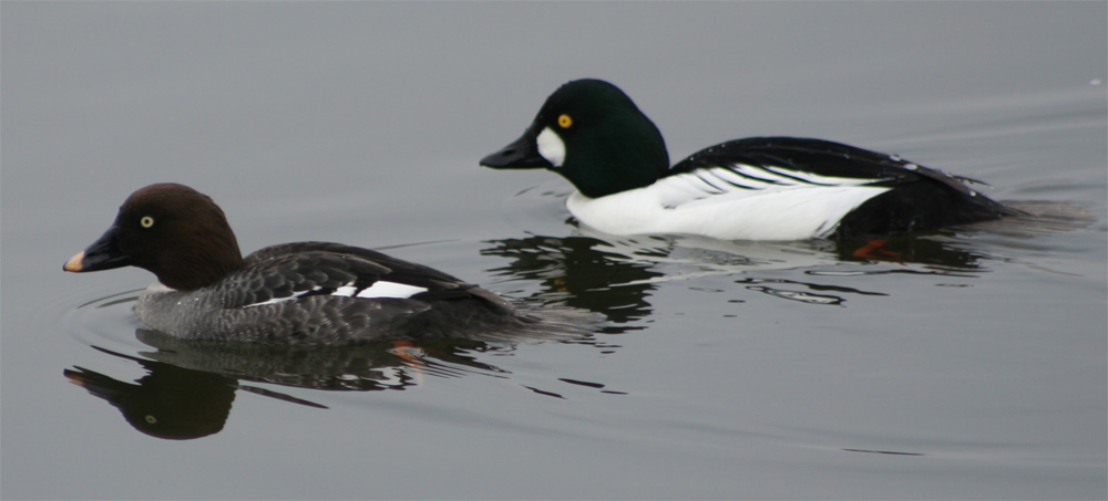 goldeneye duck sounds goldeneye duck sounds