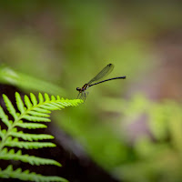 Small dragon fly