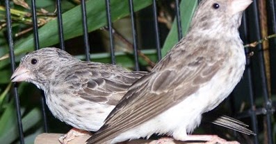 46++ Gambar burung sanger jantan muda terbaru
