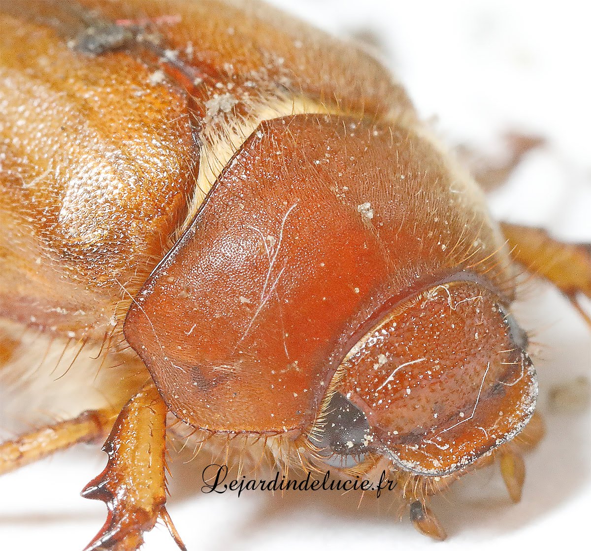 Amphimallon majale , européen