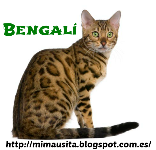 bengalí tirando bengalí tirando