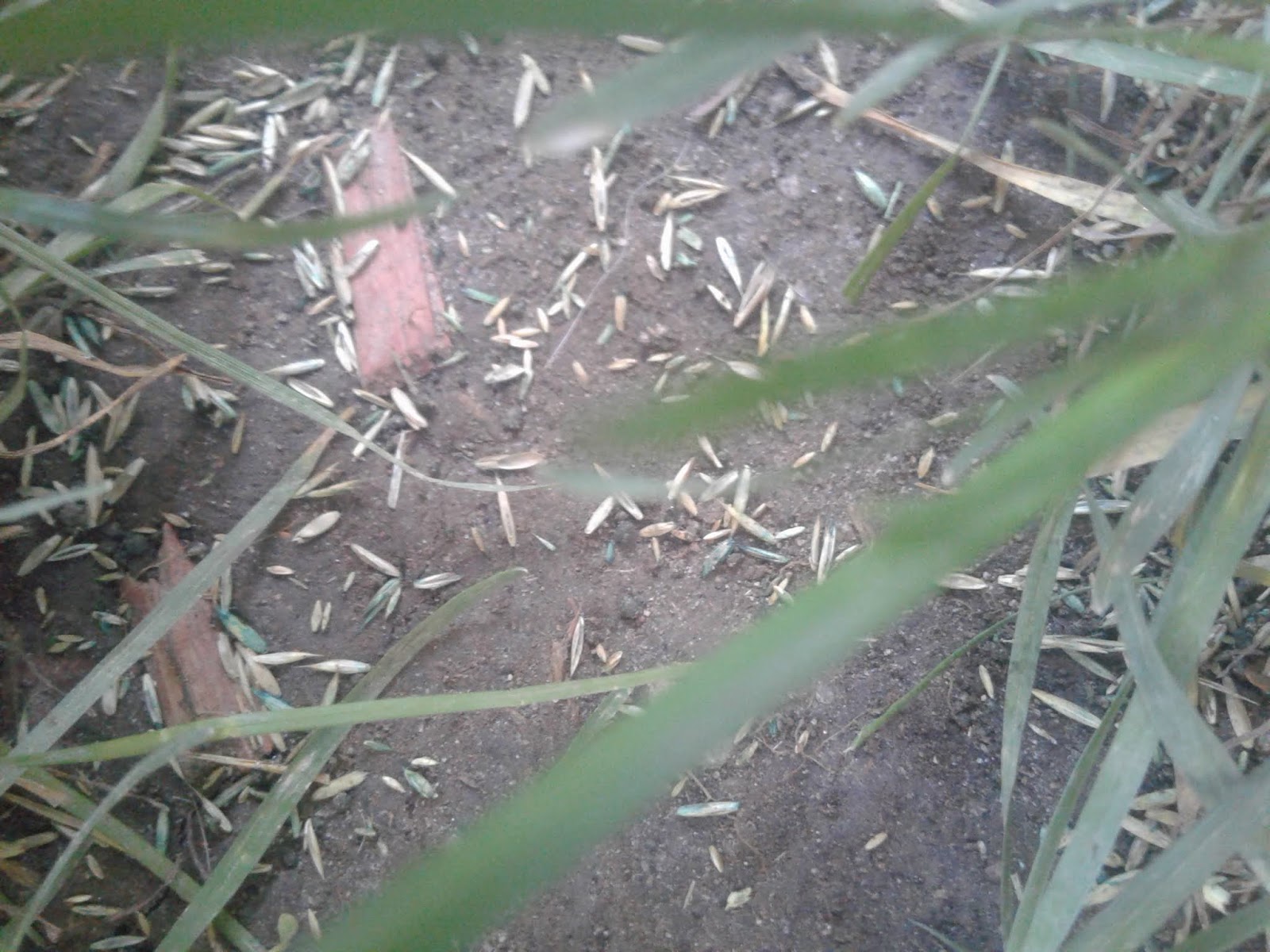 Free tips for a green lawn How to overseed your lawn for great results