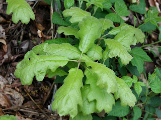 Chestnut oak leaves