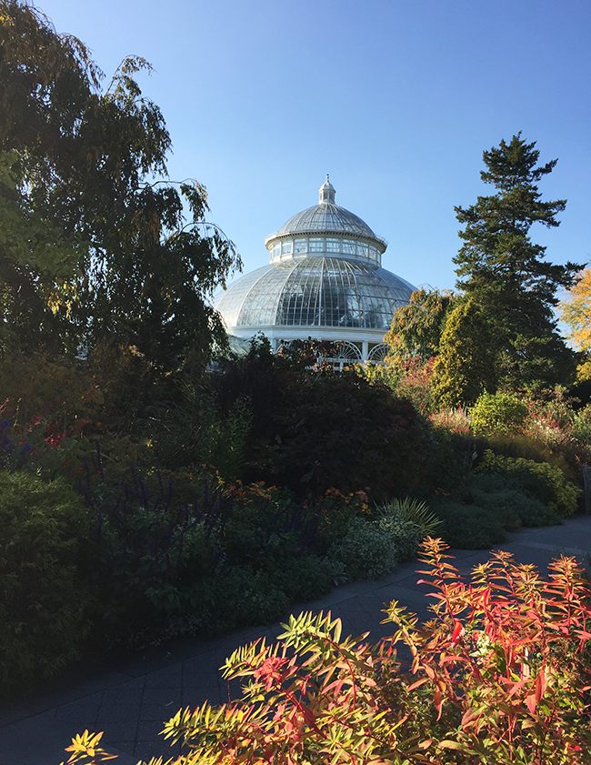 Enid A. Haupt Conservatory, Kiku At The NY Botanical Garden, NY Botanical Garden, Chrysanthemums