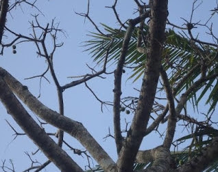 Contoh Tumbuhan Meranggas dan Fungsinya Berbagai Jenis Tumbuhan Meranggas dan Fungsinya Contoh Tumbuhan Meranggas dan Fungsinya