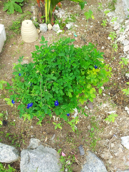 Tanamsendiri Com Grow Your Own Gambar Hari Ini Pokok Bunga