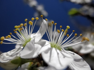 flor de cerezo