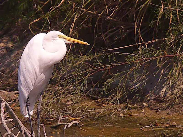 egret with mouth closed