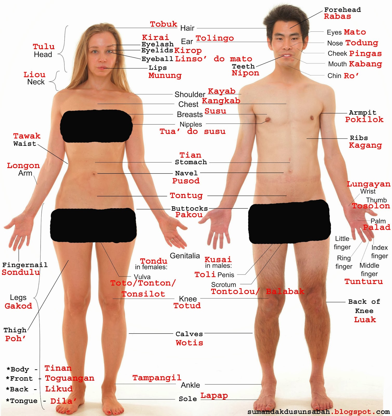 Male And Female Body Parts With Name 116