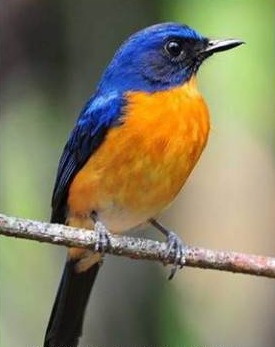 Burung Sulingan Atau Tledekan Atau Sikatan Burung Mania