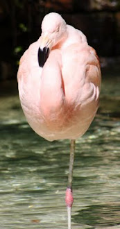 Photograph of Flamingo by Darla Sue Dollman.
