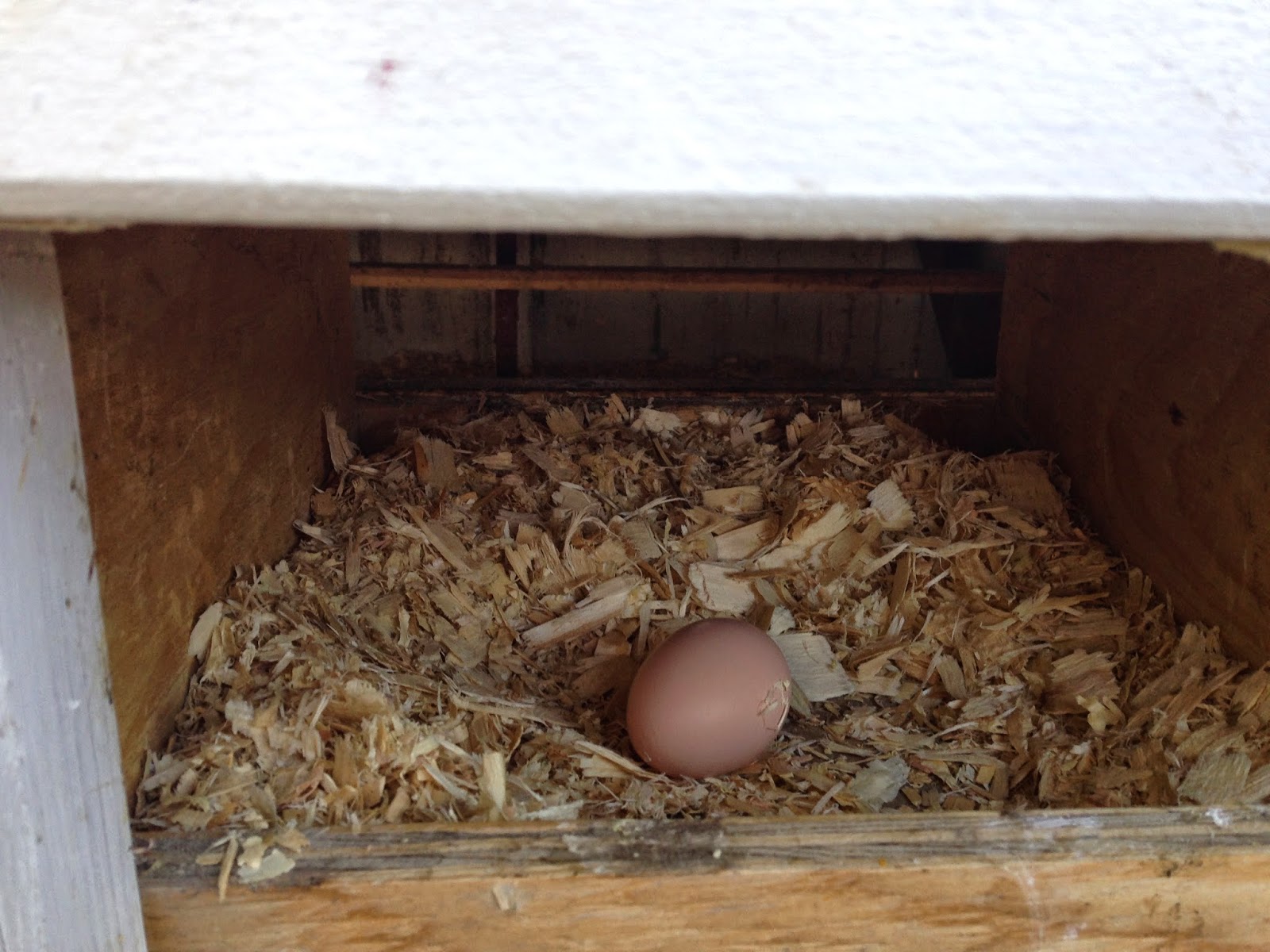 Minnesota Homesteader Chicken Coops