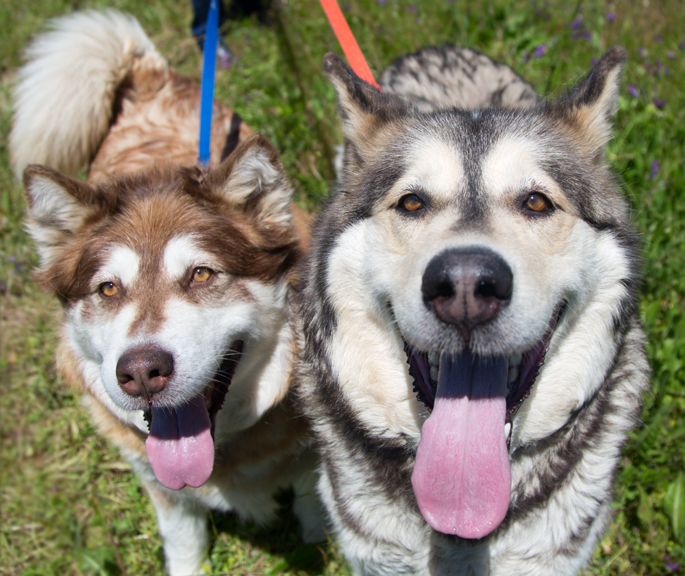 What Is A Bonded Pair Of Dogs