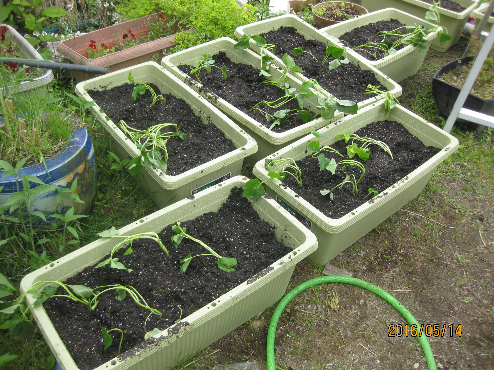 上石瀬自治会 プランターでサツマイモは収穫できるでしょうか