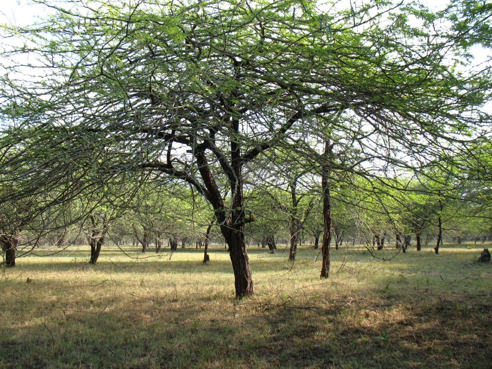 Acacia Arabica (Nilotica) ARUNACHALA LAND