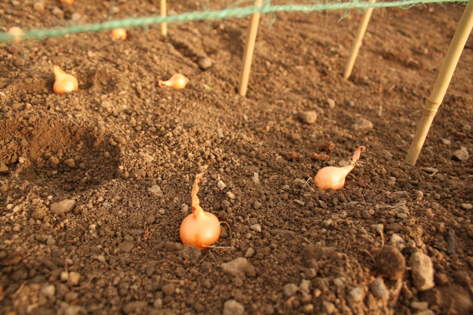 HOW TO GROW AUTUMN ONION SETS The Garden of Eaden