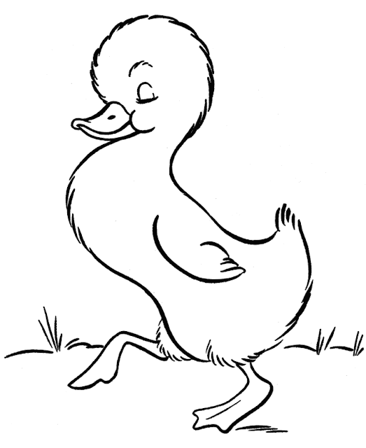  Cute Duck Drawing Cartoon HD Wallpaper 