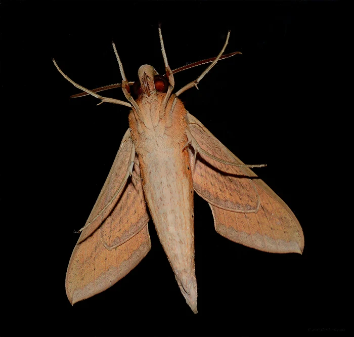 Underside of a Hawkmoth - shot through a window