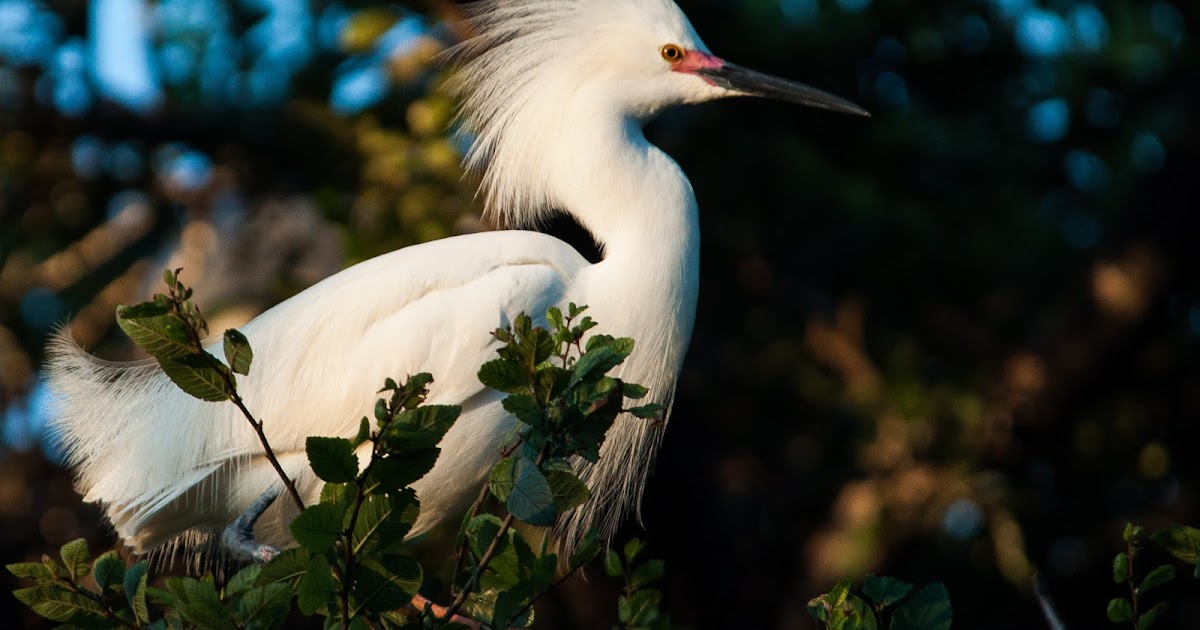 A Tree Falling: UT Southwestern Medical Center Rookery: May 2015