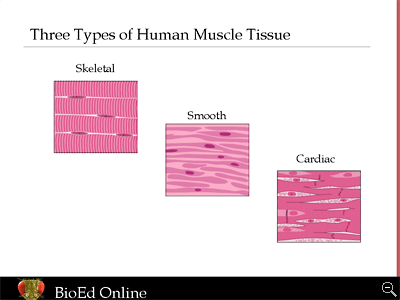 Human Anatomy and Physiology: Skeletal, Cardiac, and Smooth muscle