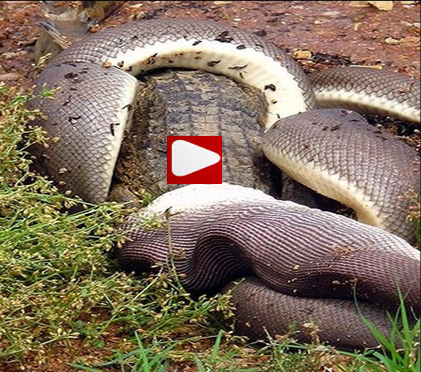 BongoNews: Snake VS Crocodile