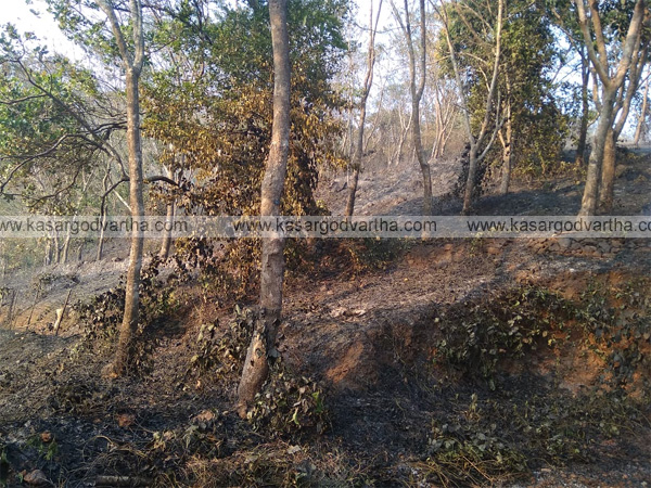 Fire in Pariyaramthattu Fire in Pariyaramthattu, Rajapuram, Kasaragod, News, Kerala, fire, Burnt, fire force, Farming, Agriculture