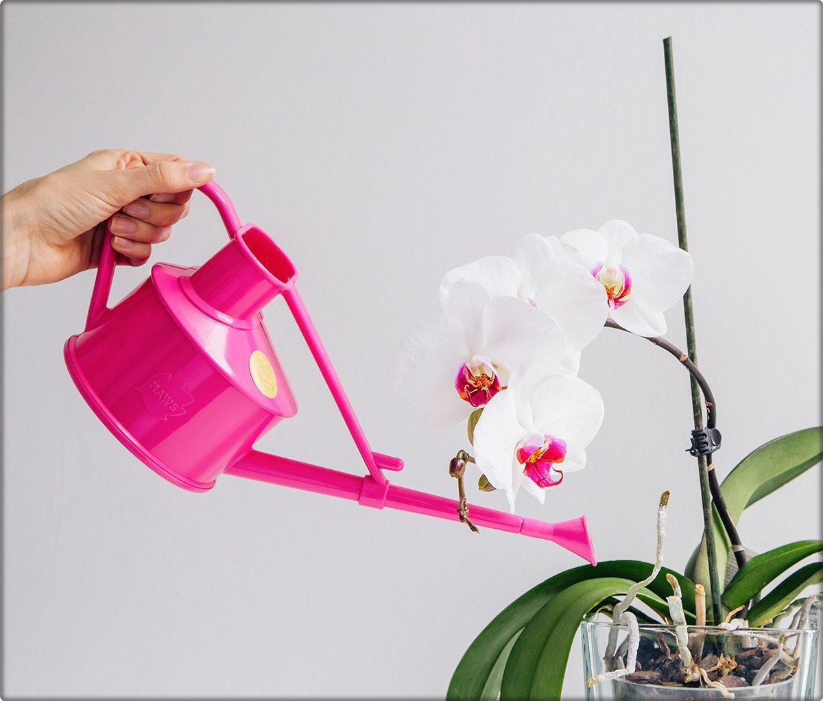 How To Water Orchids To Achieve Blooms