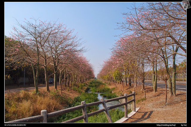 2015-01-11雲林虎尾-農博生態園區-美人花大道