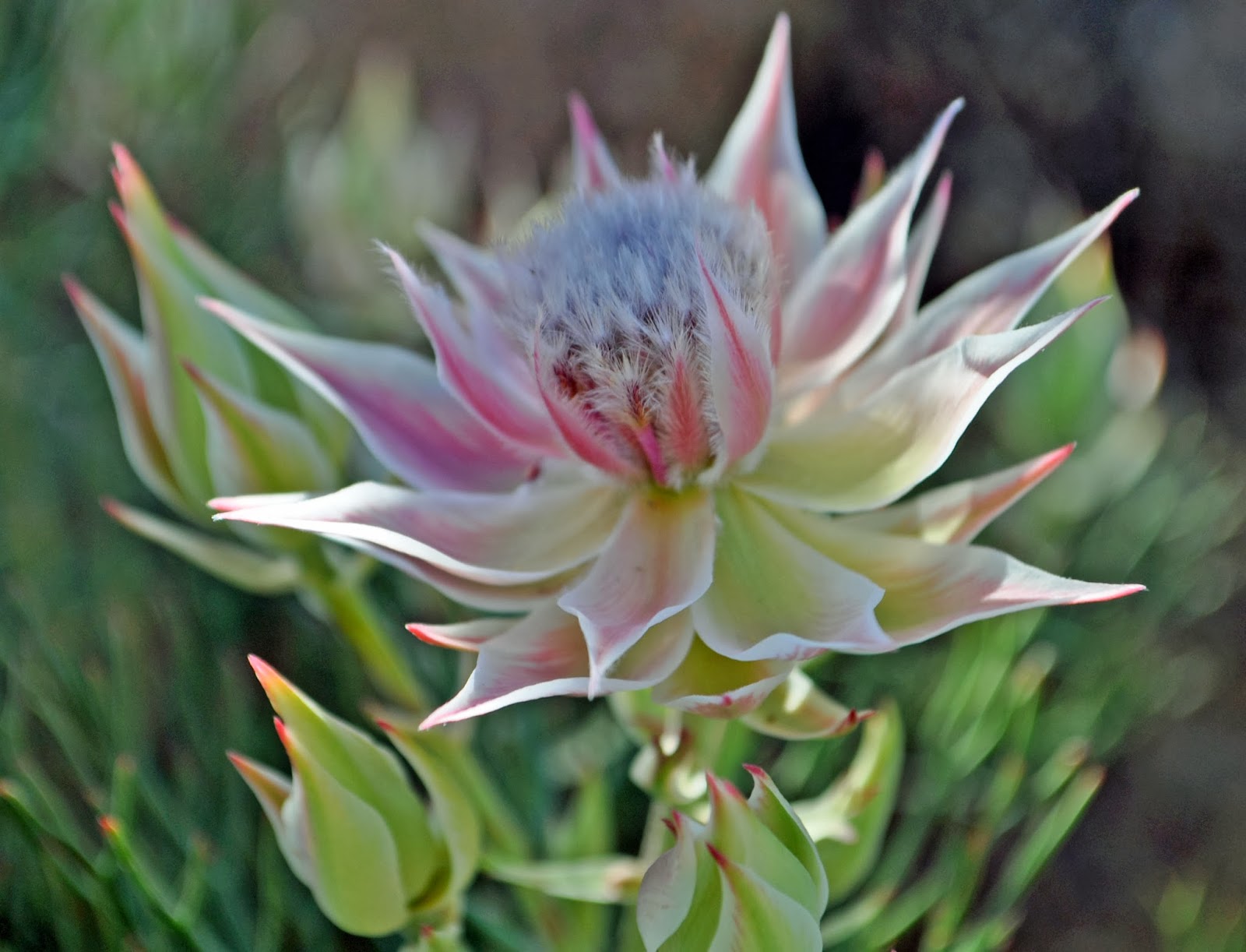 A Passion for Flowers Serruria From Nearly Extinct to Our First Harvest
