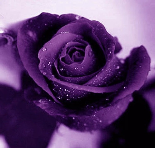 purple rose with rocio