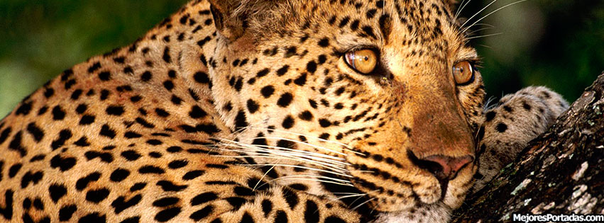PORTADAS FACEBOOK, TIMELINE, BIOGRAFÍA...: Leopardo Relajado - Mejores Portadas  Facebook