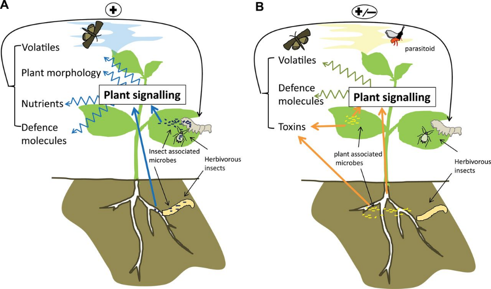 Signal plant. разговор с растениями. Plant species. цикл развития энкарзии. Pufak вектор.