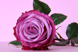 pink rose purple wallpapers roses deep desktop flower purples