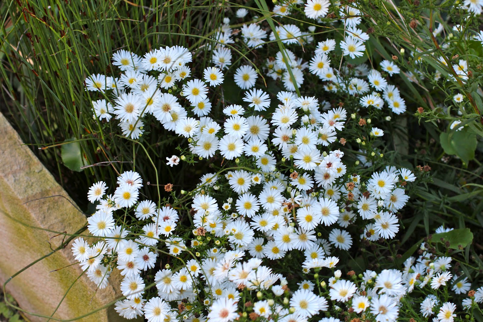 Florez Nursery Easter Daisy, Aster novibelgii