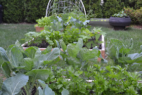 Kitchen Catharsis: Welcome to My Garden...Lettuce Eat Some Salad