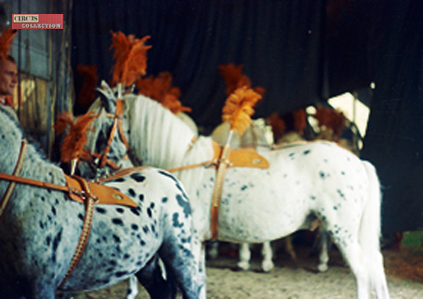 les chevaux derrière le rideau de piste