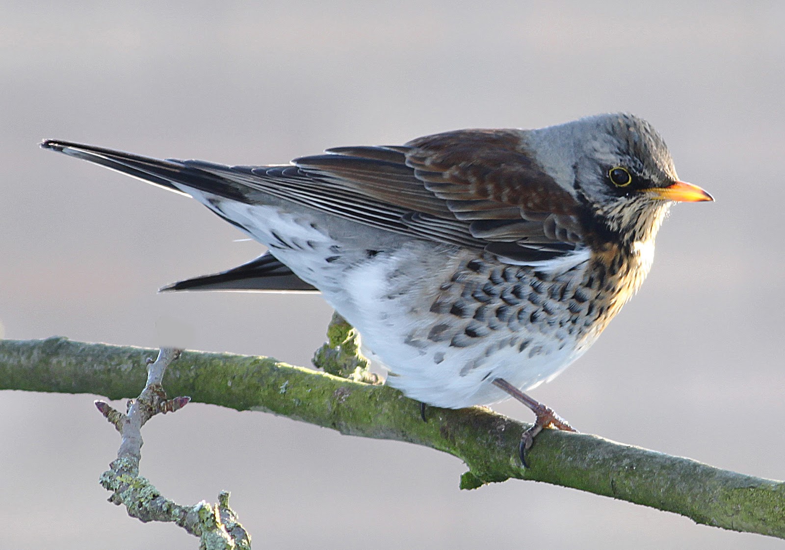 Another Bird Blog A Fieldfare Find