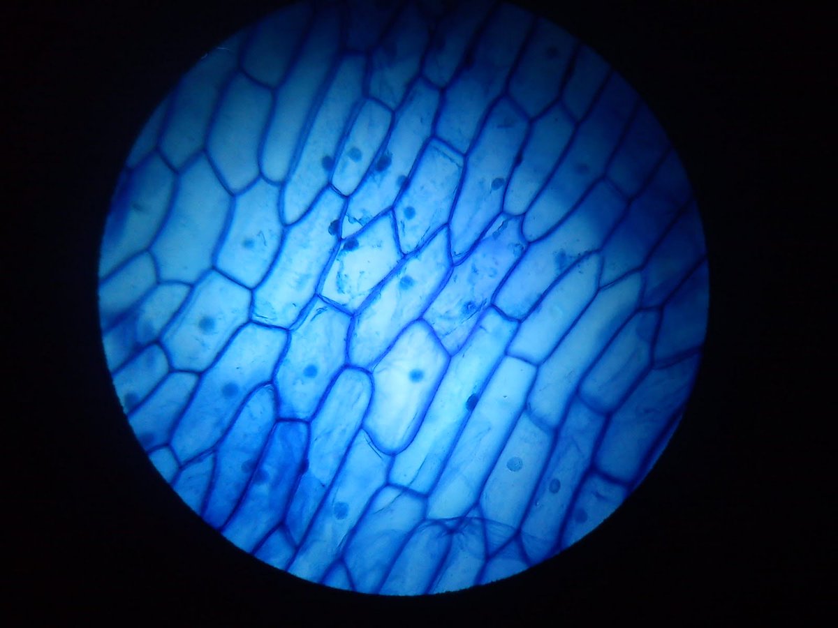 piel mirada a través de un microscopio