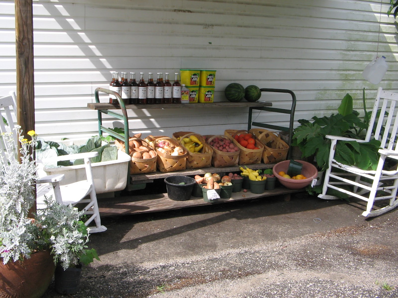 Spirit Of Place South Carolina Grow Oranges, Lemons and Grapefruit