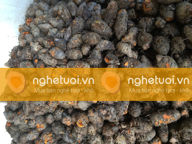 giá nghệ tươi 2017, nghệ tươi làm tinh bột giá nghệ tươi 2017, nghệ tươi làm tinh bột