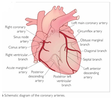 Anatomy of an arteries in Heart