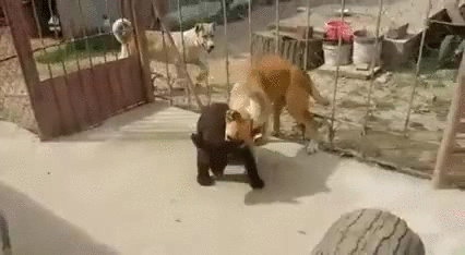 1.gif