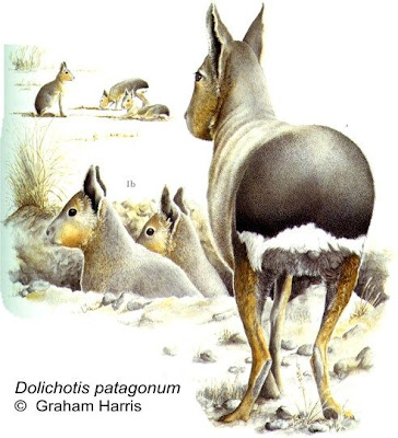 Mara Dolichotis patagonum