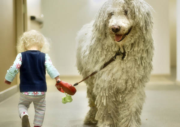 Everything about your Komondor - LUV My dogs